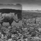 ‘Wasteland With Rhinos’